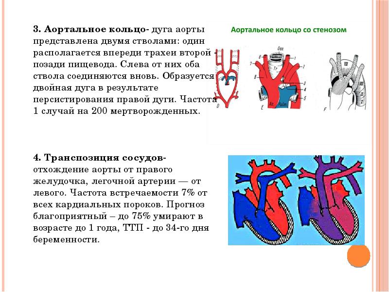 Правая дуга аорты у млекопитающих