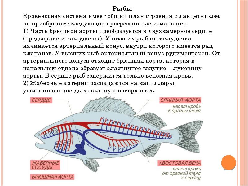 Эволюция хордовых презентация