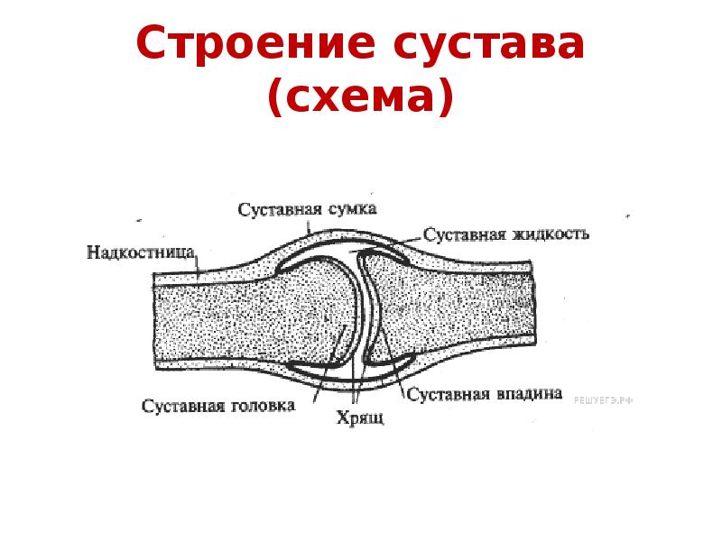 Схема колена