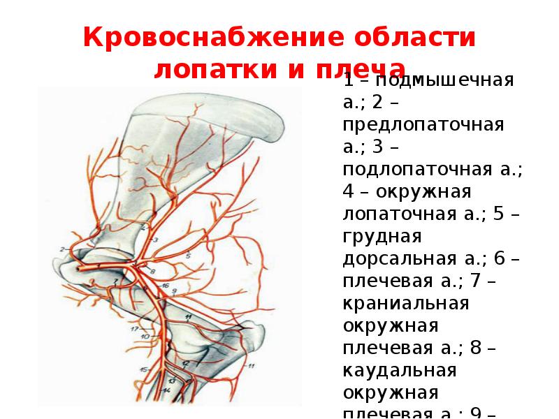 Лопаточный анастомоз схема