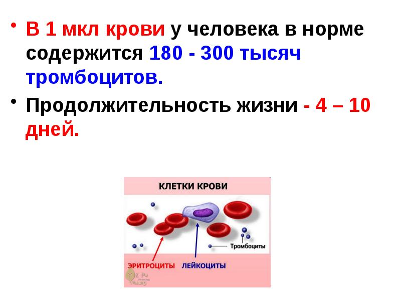 Состав крови картинка