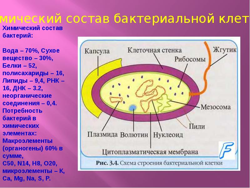 Презентация на тему физиология бактерий