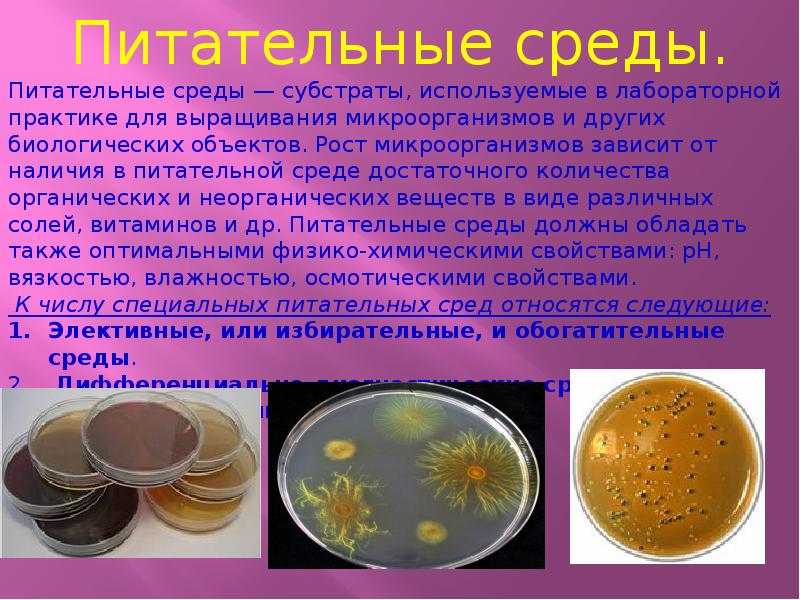 Плотная и жидкая среда. Питательные среды для хемогетеротрофных бактерий. Питательная среда для микроорганизмов. Питательная среда для бактерий. Питательные среды для культивирования микробов.
