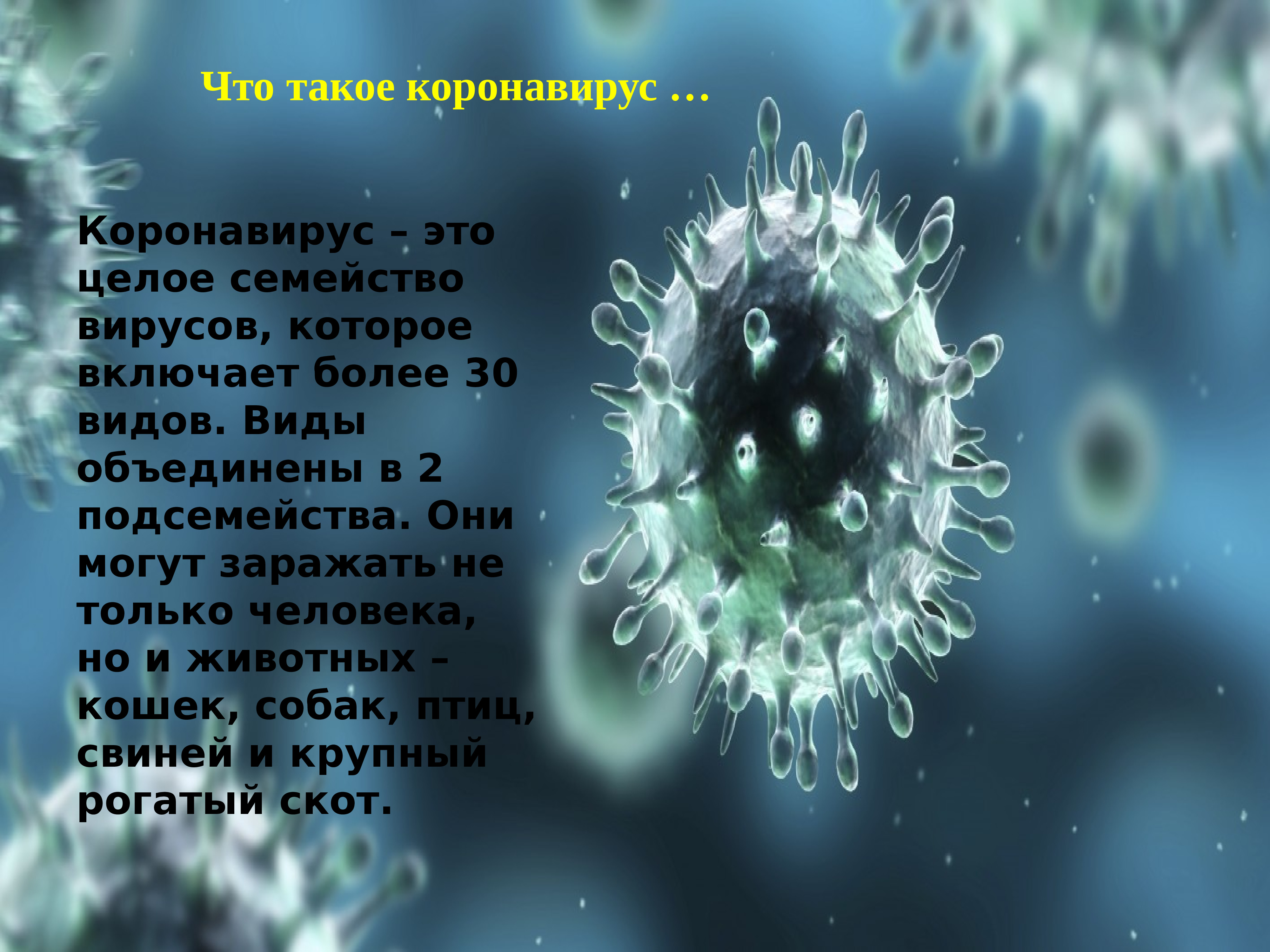 Коронавирус семейство вирусов