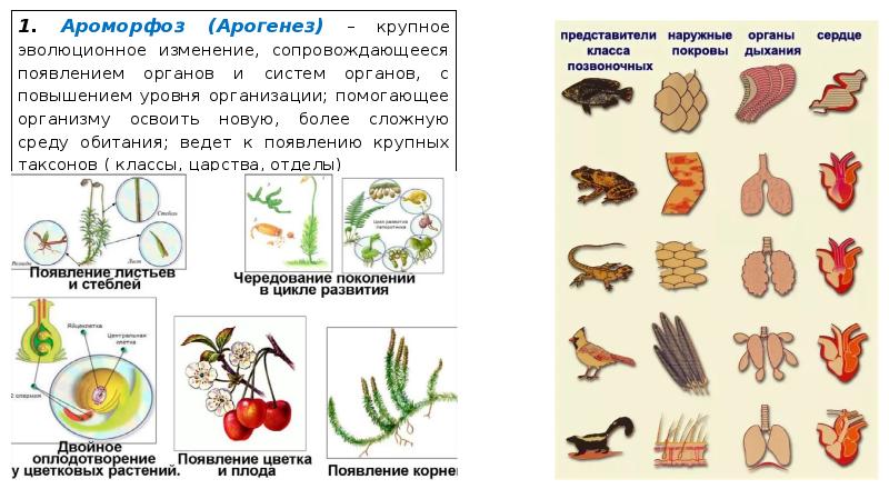 Крупное эволюционное изменение. Ароморфоз примеры. Ароморфозы человека в эволюции. Ароморфозы растений. Ароморфозы органов у растений.