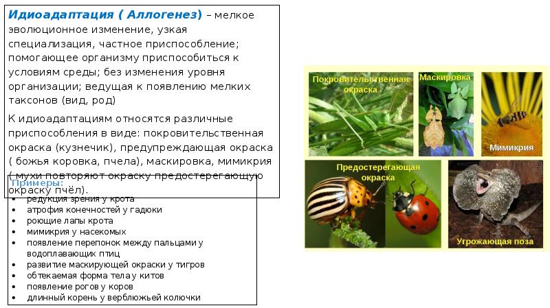 Рассмотрите картинки насекомых определите идиоадаптации каждого насекомого к среде обитания таблица