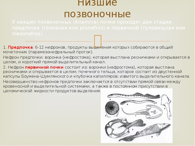 Органы выделительной системы позвоночных