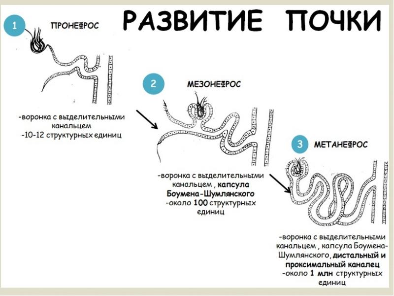 Филогенез выделительной системы презентация