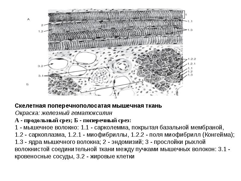 Скелетная мышечная ткань гистология рисунок