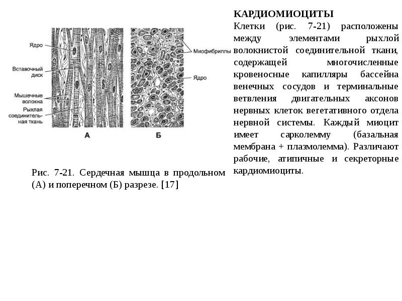 Схема соединения кардиомиоцитов