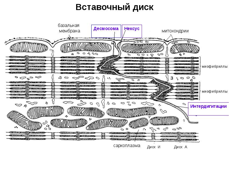 Сердечная мышечная ткань схема