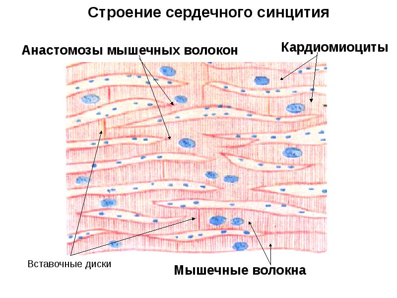 Сердечная мышечная ткань схема