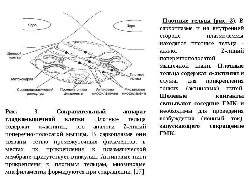 Схема изменения структуры гладкого миоцита до и после сокращения