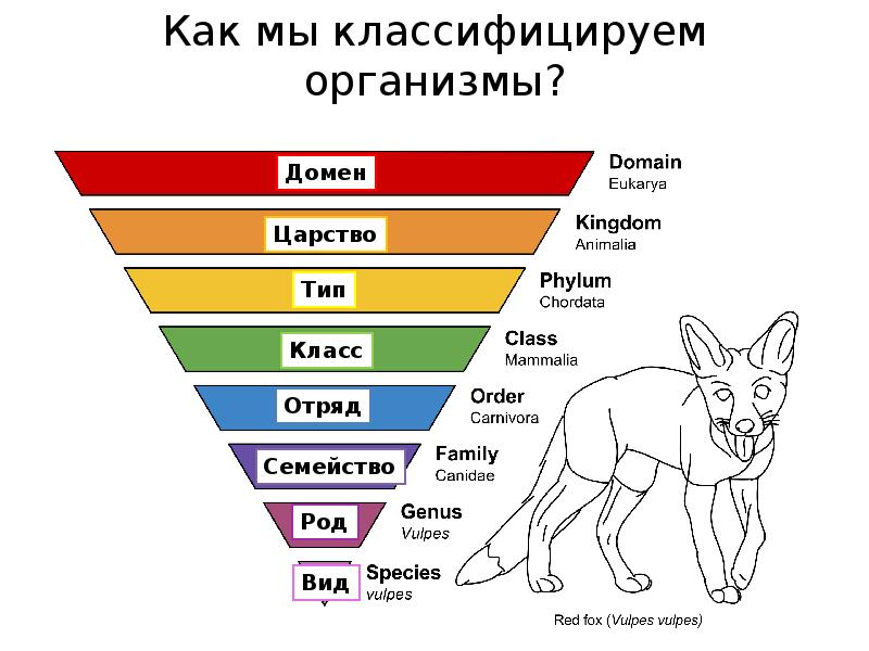 Структура животного мира в виде схемы