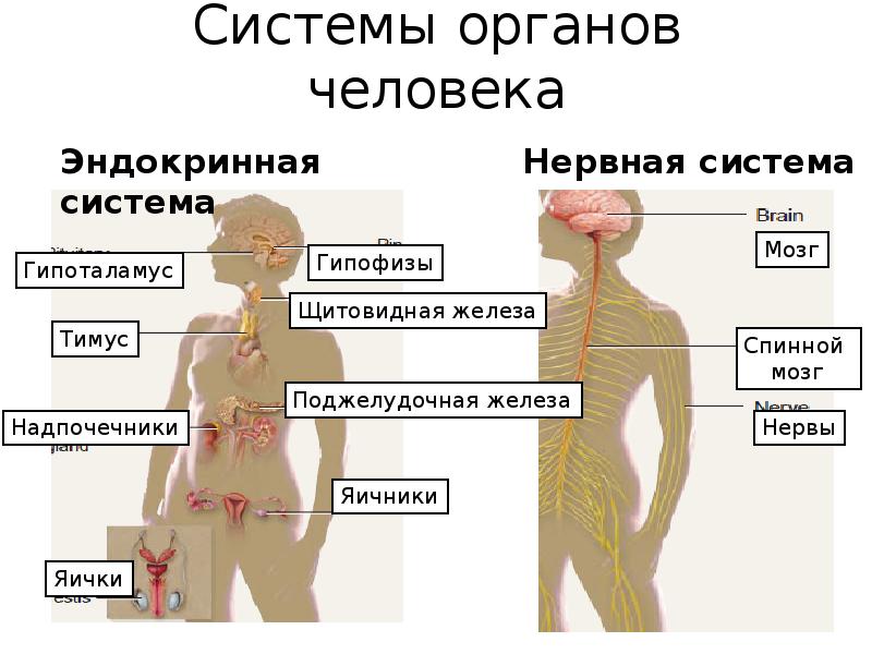 Укажите место человека. 8 Систем в организме. Группы органов человека. Место человека в системе орг. 8 Систем органов человека.