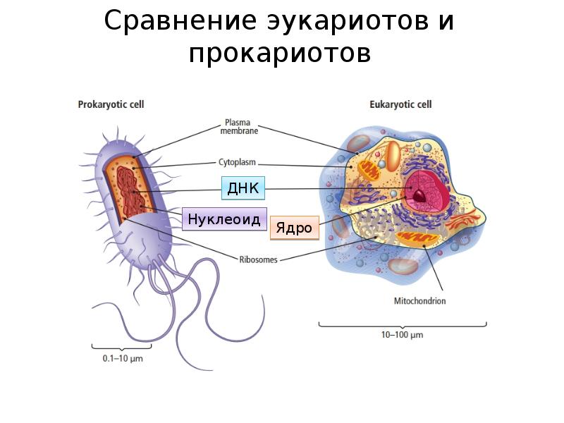 Эукариоты 10 класс