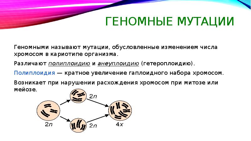 Кратное увеличение числа хромосом это