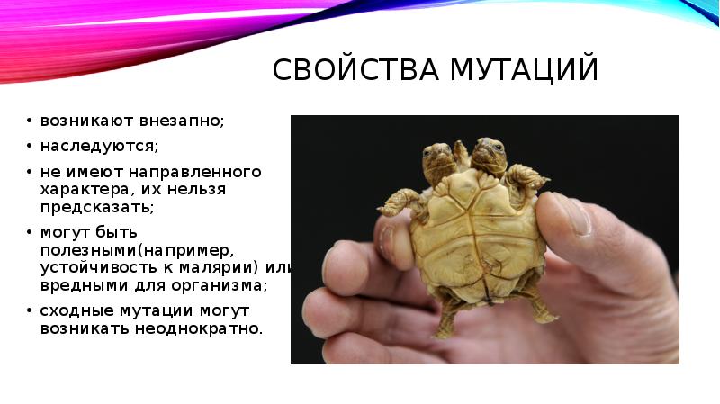 Свойства мутаций