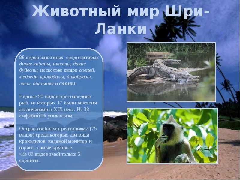 Животный мир Шри-Ланки Животный мир Шри-Ланки