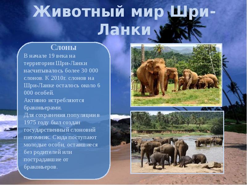 Животный мир Шри-Ланки Животный мир Шри-Ланки