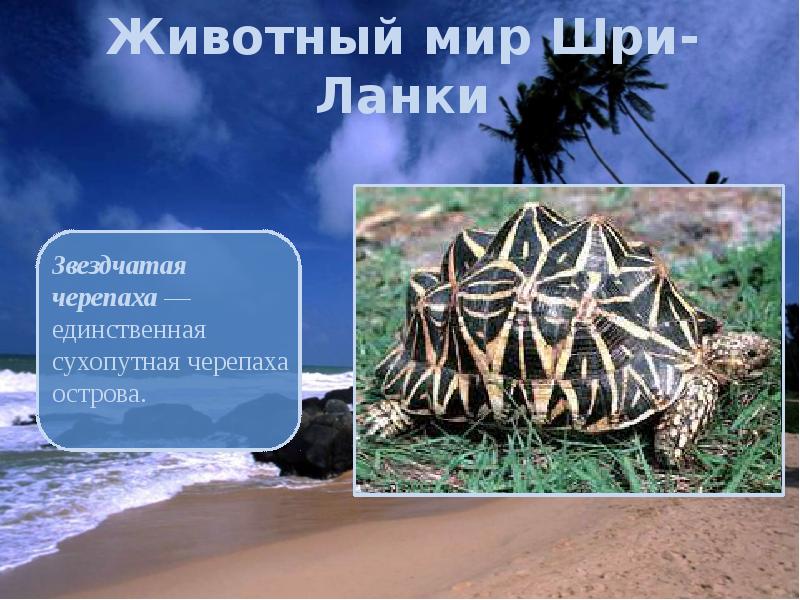 Животный мир Шри-Ланки Животный мир Шри-Ланки
