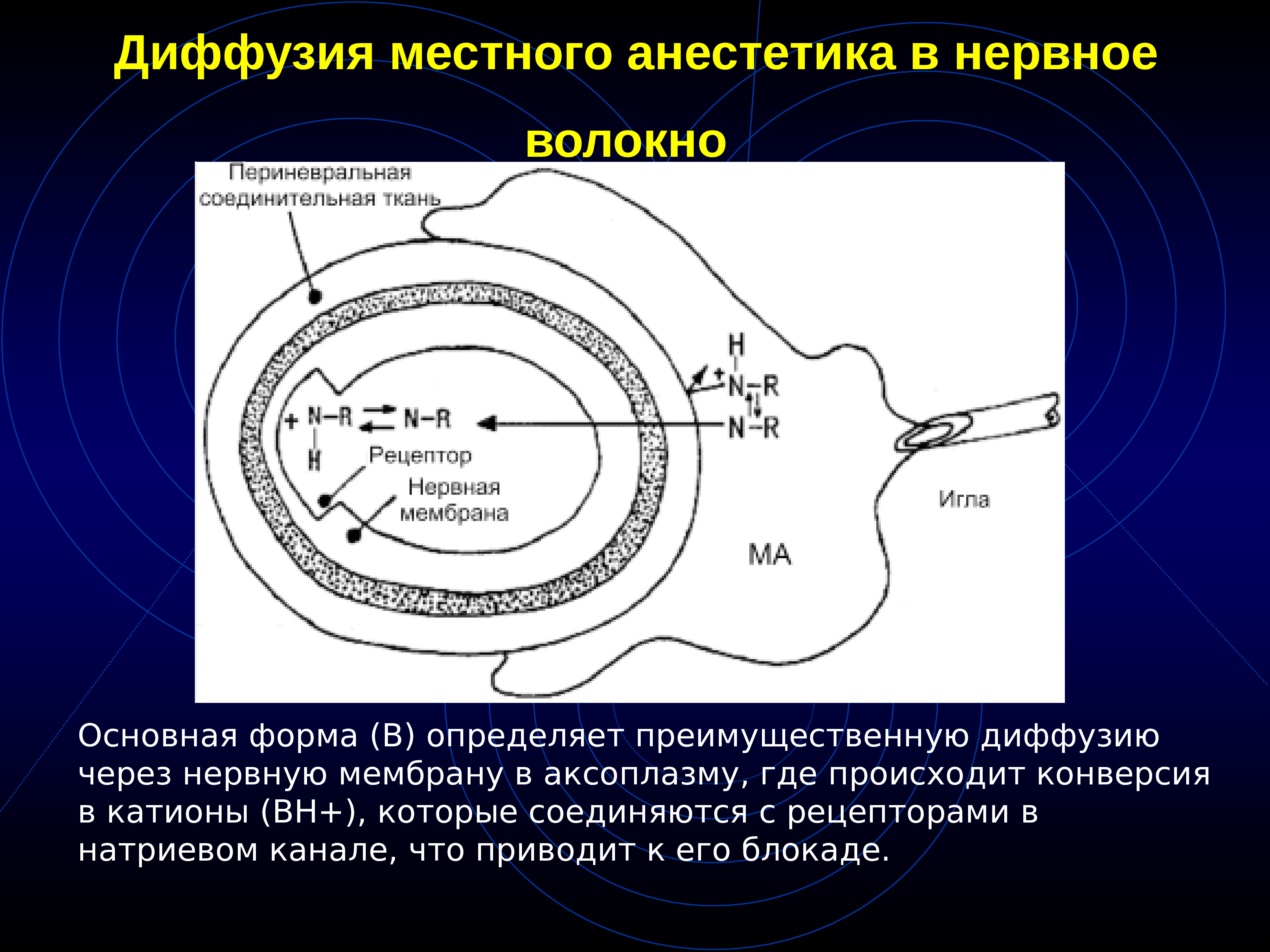 Местноанестезирующие механизм действия. Фармакология местных анестетиков. Фармакокинетика местных анестетиков. Местные анестетики фармакология презентация. Механизм действия местных анестетиков.