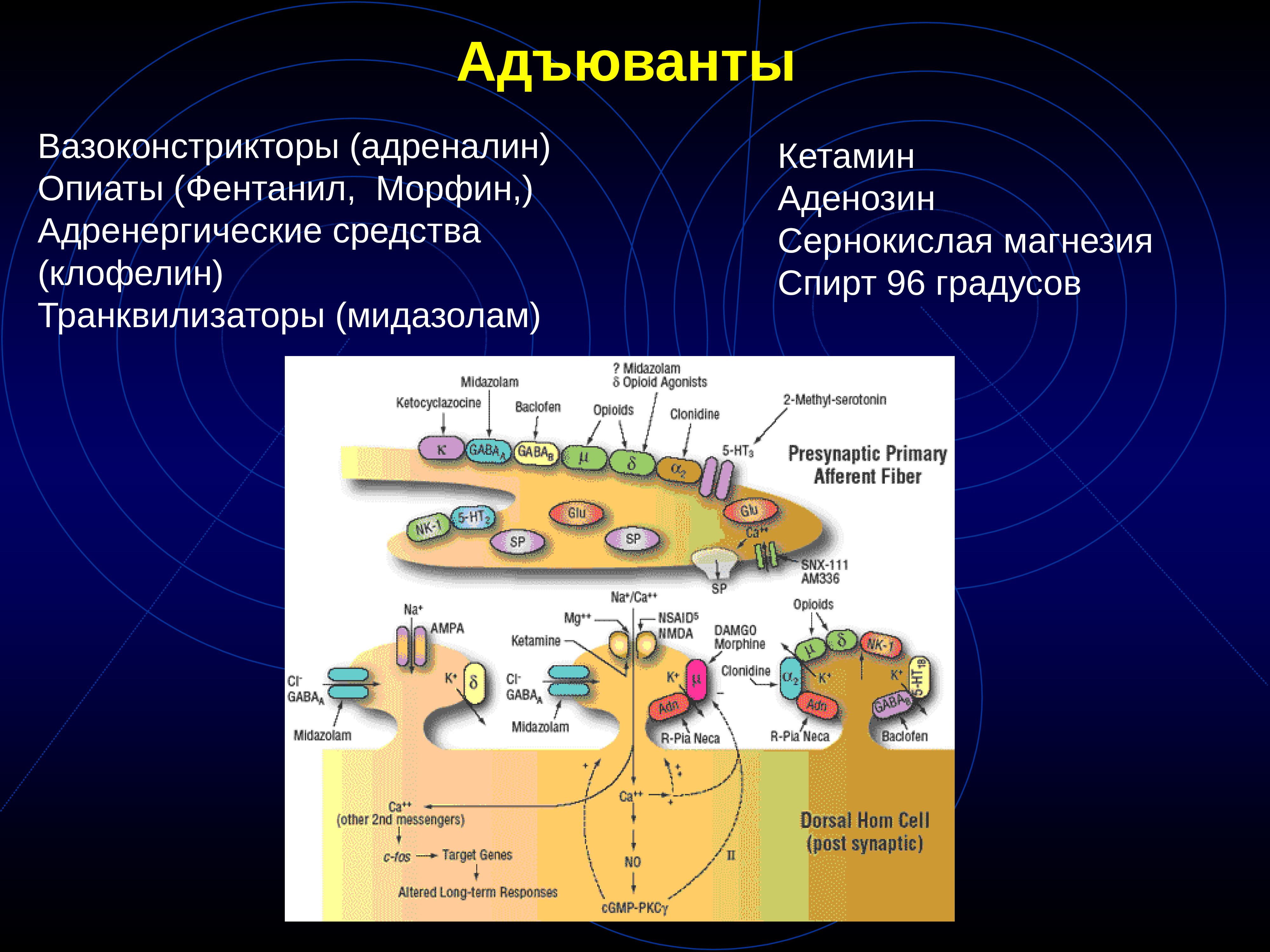 Адъювант геншин карта