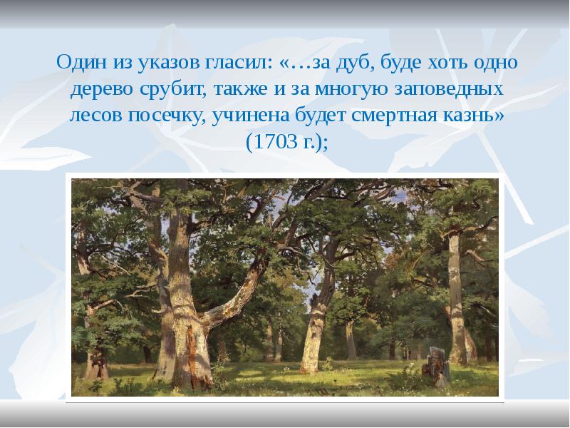 Да здесь в этом лесу был этот дуб. Природа России презентация. Чем был дуб раньше. Презентация о Российской природе.