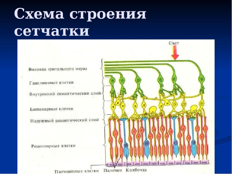 Схема строения сетчатки