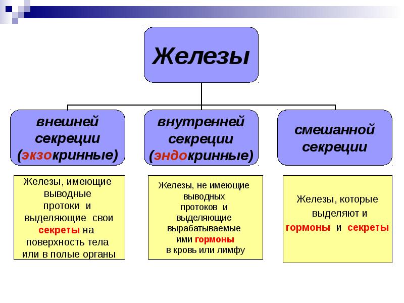 Железы человека схема