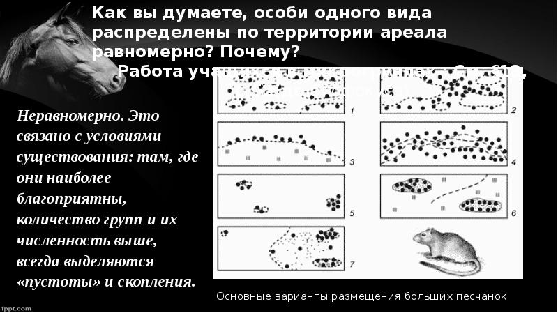 Презентация 9 класс популяционная структура вида