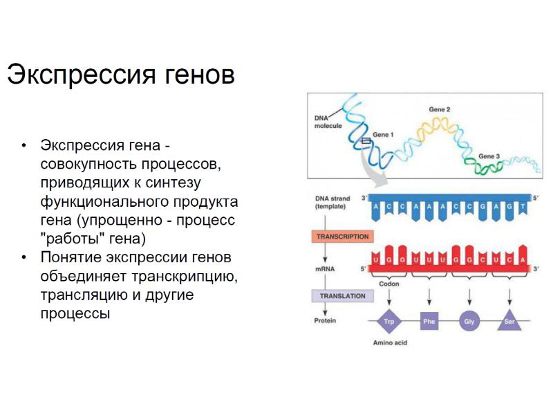 Методы молекулярной биологии презентация