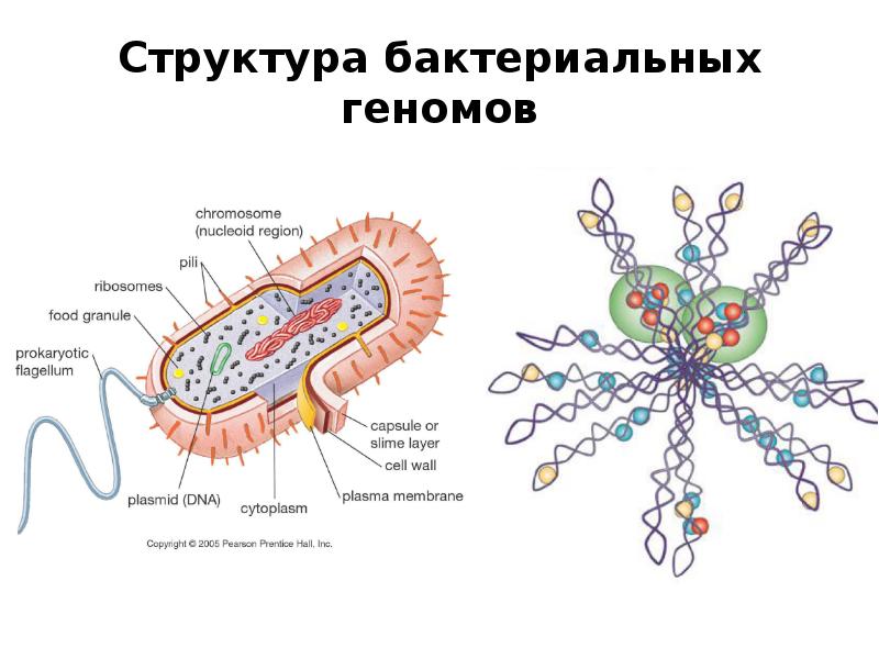 Структура бактерий