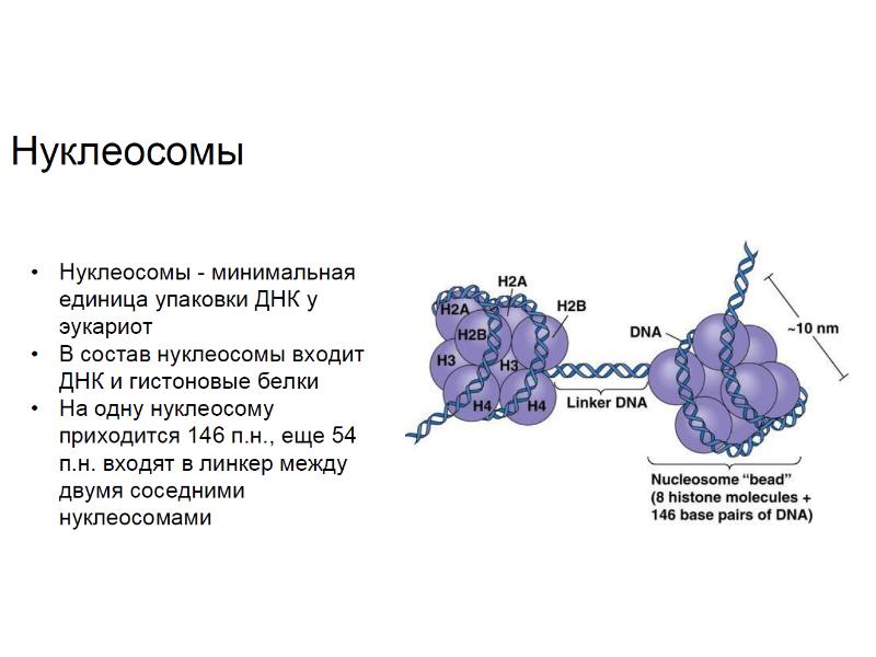 Состав днк эукариот