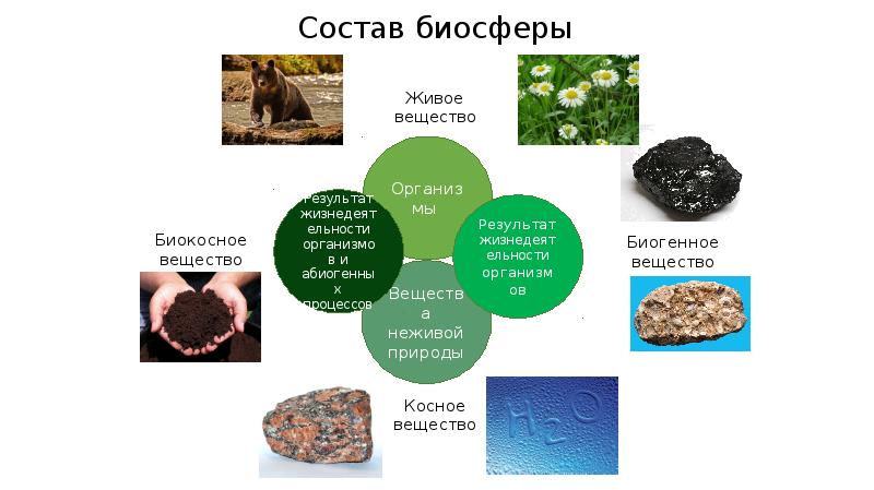 Современный мир живых организмов биосфера 7 класс презентация