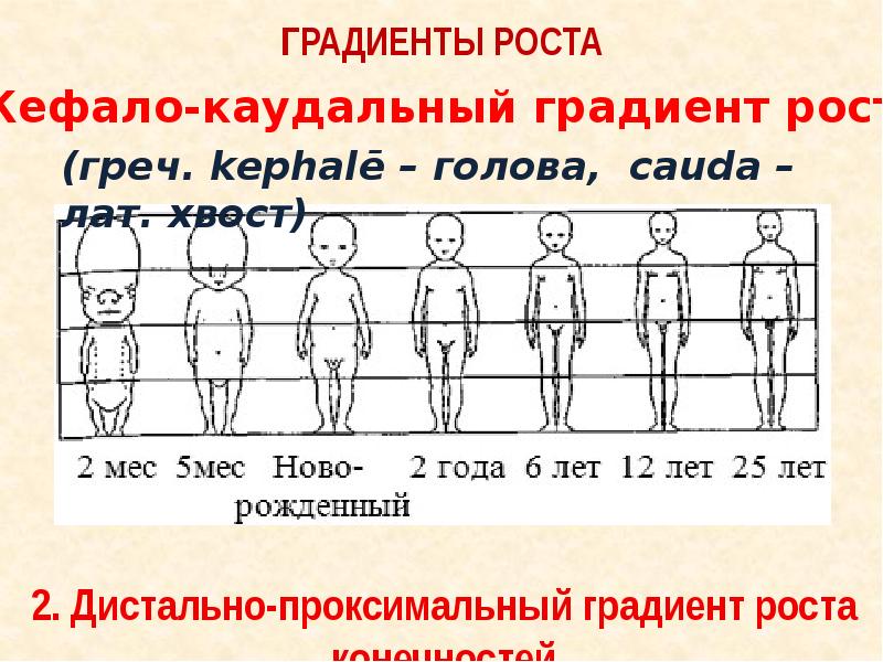 Антропология детей. Физическая антропология. Параметры головы в антропологии. /Детская..антропология. Антропологические Размеры ребенка.