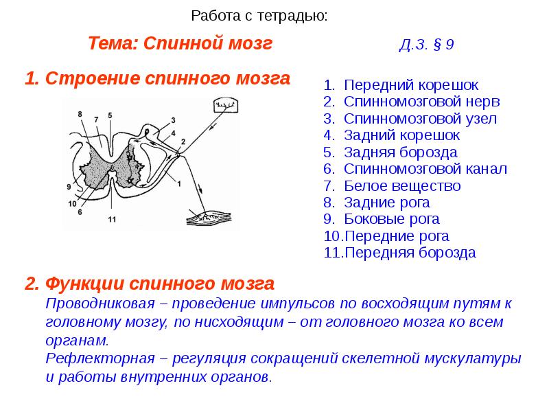 Биология 8 класс строение спинного мозга презентация