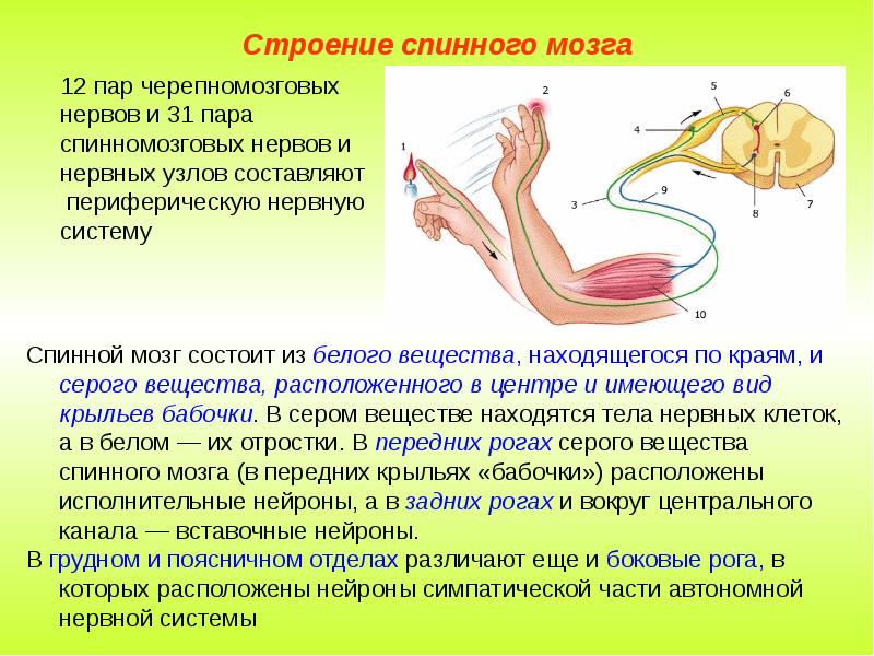 Спинной мозг строение и функции презентация