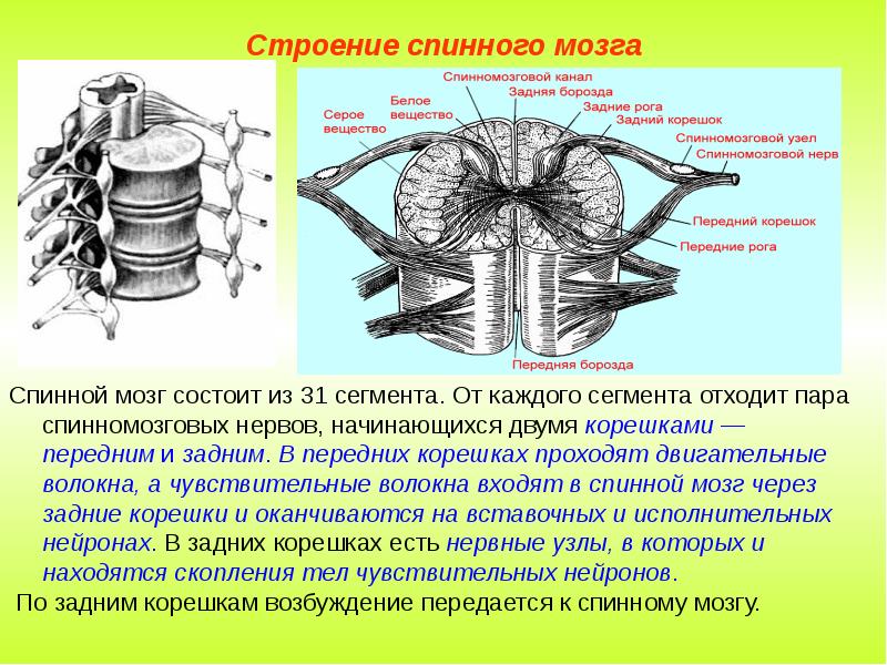 Корешки спинного мозга схема