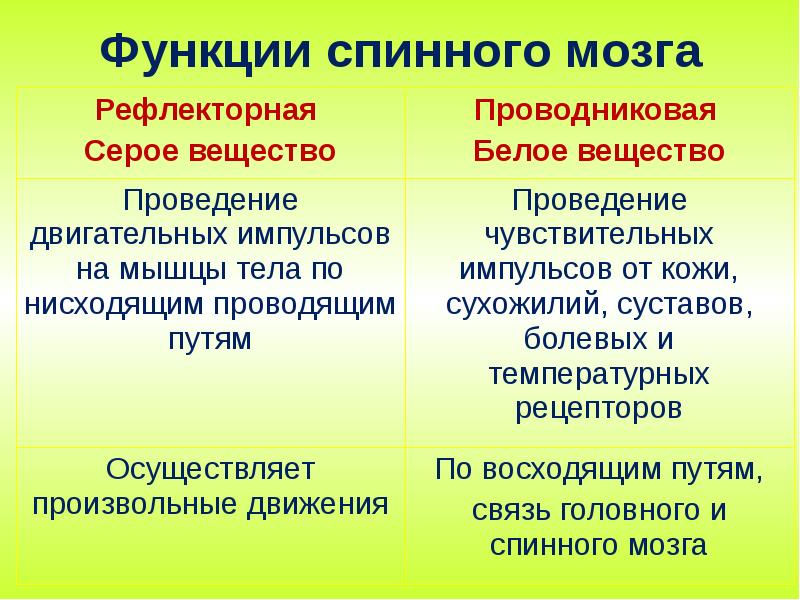 Презентация по теме спинной мозг биология 8 класс