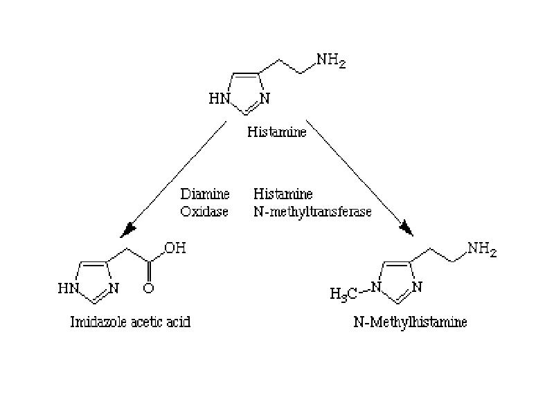 Гистамин это. Распад гистамина. Гистамин химическая природа. Реакция образования гистамина. Гистамин формула биохимия.