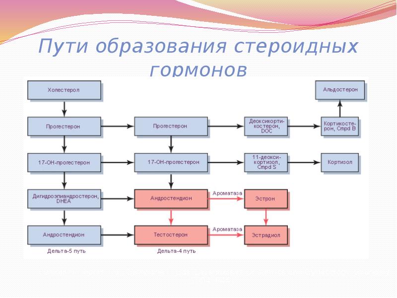 Схема стероидогенеза в яичниках