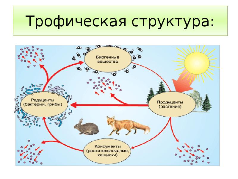 Схема трофической структуры водоема