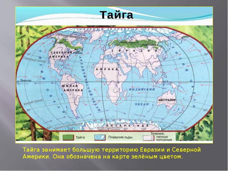 Географическое положение тайги в евразии. Тайга на карте. Тайга на карте Евразии. Географическое положение тайги на карте.