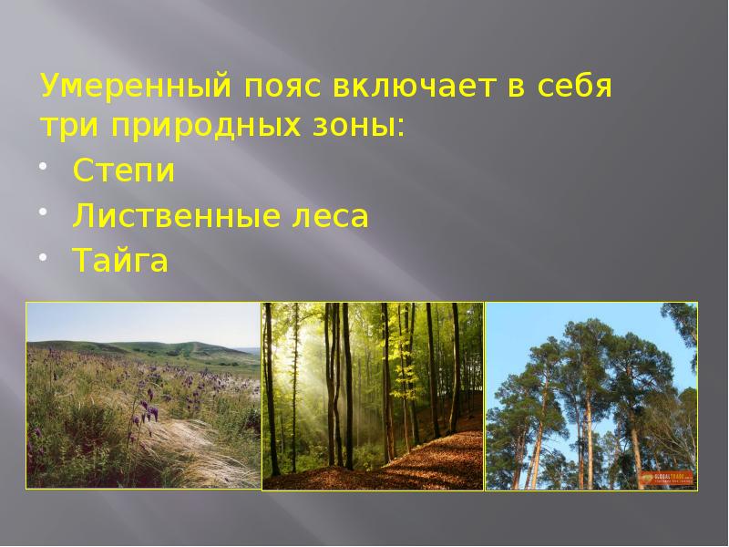 Зоны умеренного пояса. Природная зона степи лиственные леса Тайга. Соответствие сурок степь или широколиственный лес. Саратов включает в себя три природных.