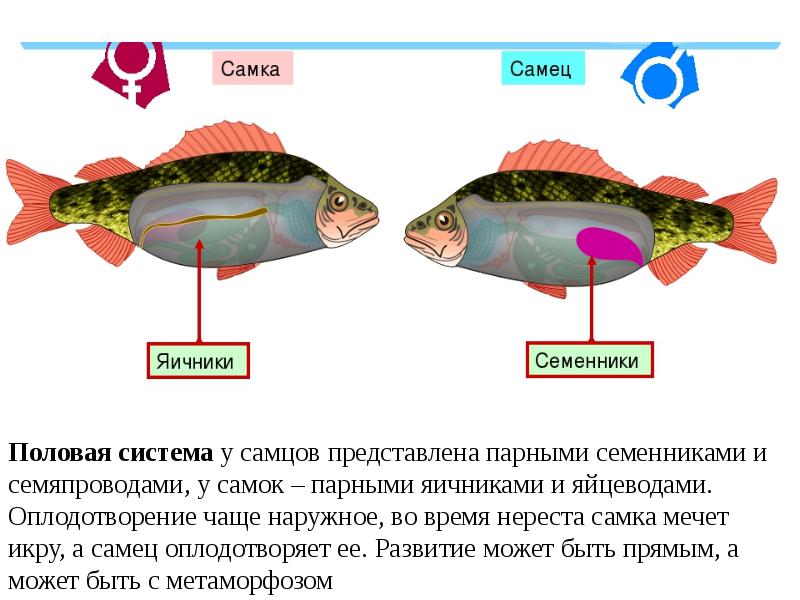 Рыбы презентация огэ