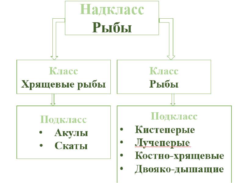 Схема классификации рыбы