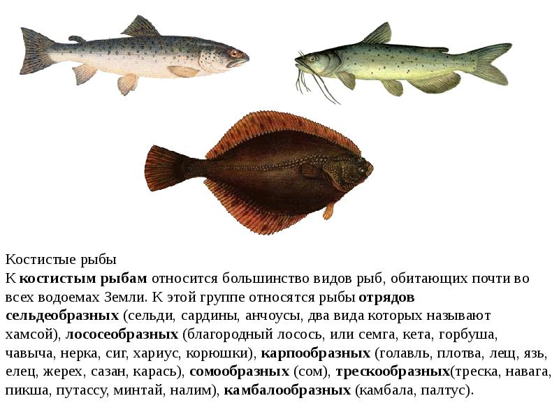 Представители группы рыбы 3. Большинство рыб относится к классу. К какой группе относятся рыбы. Рыбы относятся к группе. Виды костистых рыб.