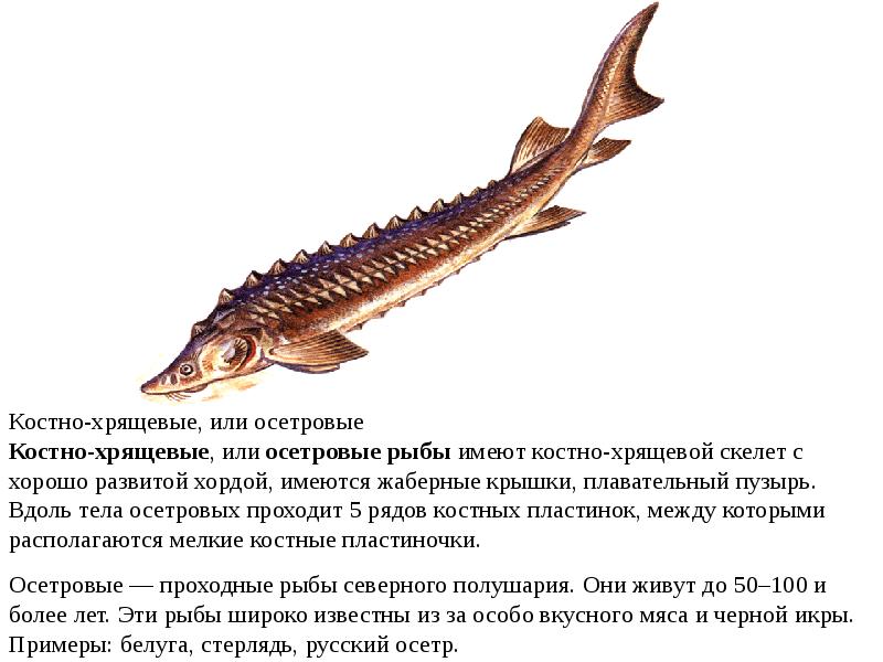 Хрящевые рыбы костные рыбы презентация