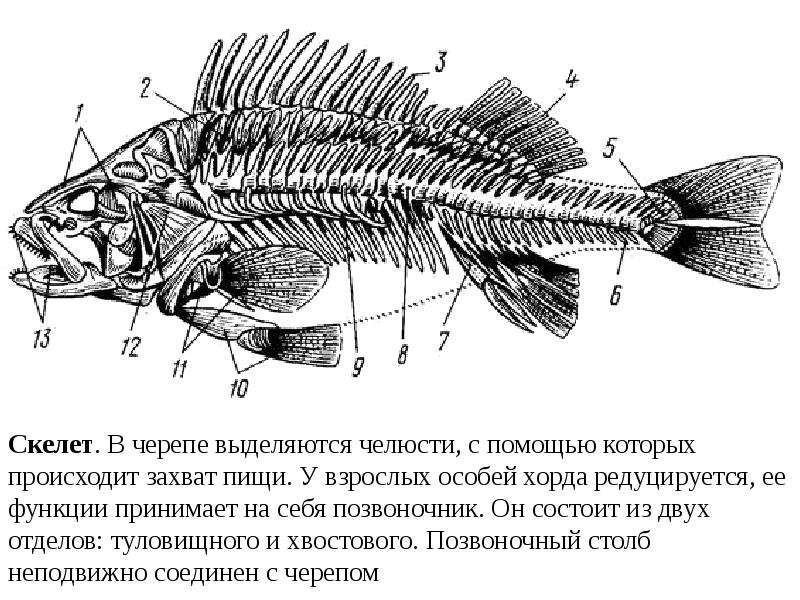 Рыба хвостовой отдел позвоночника. Скелет рыбы окунь. Строение скелета костистой рыбы. Скелет плавника рыбы. Скелет костистых рыб плавники.